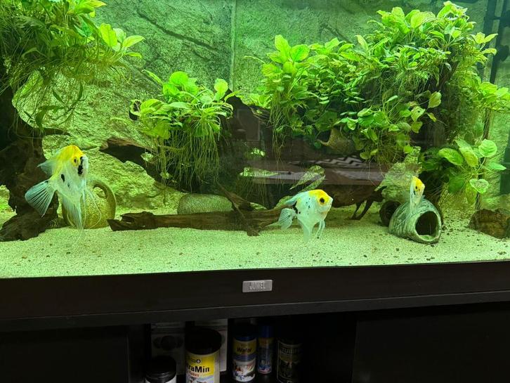 Prachtige juwel aquarium 350 liter compleet pakket, Dieren en Toebehoren, Vissen | Aquariumvissen