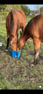 Pension pour Chevaux.