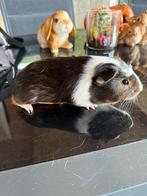 Engels gekruind beertje gladhaar, Cavia, Mannelijk, Juli, Tam