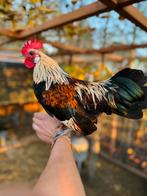 Tamme haan (kriel), Dieren en Toebehoren, Mannelijk, Kip