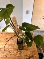 Monstera variegata kopstek, Ophalen, Overige soorten, Halfschaduw, In pot