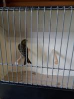 Cini, Mannelijk, Geringd