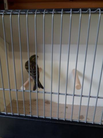 Cini beschikbaar voor biedingen