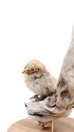 Gezocht overleden eenden kuikens & kippen kuikens, Dieren en Toebehoren