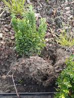 Kardinaalsmuts (euonymus) gratis, Tuin en Terras, Planten | Tuinplanten, Ophalen