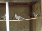 Australische kuifduif, Dieren en Toebehoren, Vogels | Duiven, Meerdere dieren, Overige soorten