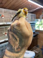 Kruising grote distelvink x kanarie agaat, Dieren en Toebehoren, Mannelijk, Wildzangvogel, Geringd