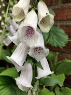 Digitalis Dalmation White, Ophalen, Halfschaduw