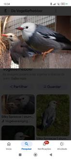 Silky spreeuw, Dieren en Toebehoren, Mannelijk, Tropenvogel