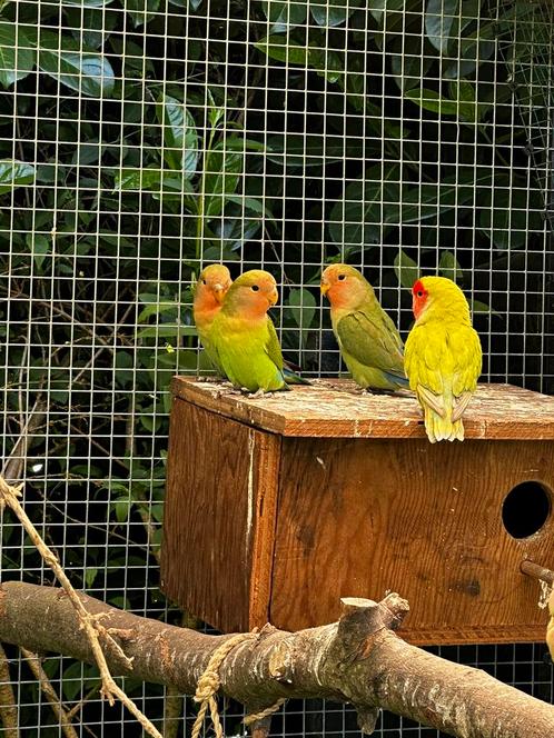 Lovebird Roseicolli, Animaux & Accessoires, Oiseaux | Perruches & Perroquets, Perroquet nain ou Inséparable, Plusieurs animaux