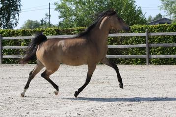 Exclusieve 2-jarige D dressuur pony, Poney de dressage, Poney D (1.37 m à 1.48m), Vermifugé, 0 à 2 ans