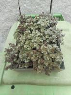 planten, Overige soorten, Vaste plant, Ophalen of Verzenden, Halfschaduw