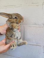 Franse hangoor voedster blauwe oogjes, Vrouwelijk, Groot, Hangoor, 0 tot 2 jaar