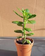 Vet plant Crassula(Jade plant), Tuin en Terras, Planten | Tuinplanten, Ophalen, Vaste plant, Overige soorten, Halfschaduw