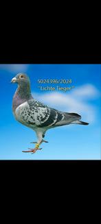 Halve fondduiven te koop met pedigree en resultaten