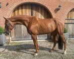 Knappe 6 jarige ruin, Springpaard, B, Ruin, 3 tot 6 jaar