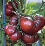 5 graines de tomate Noire de Crimée /Black Crimea BIO, Graine, Printemps, Envoi