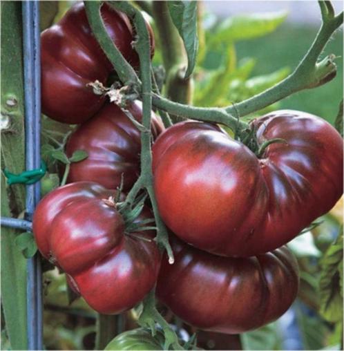 5 zaden tomaat Noire de Crimée /Zwarte Krim BIO, Tuin en Terras, Bloembollen en Zaden, Zaad, Voorjaar, Verzenden