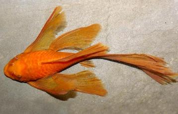 Longfin red ancistrus