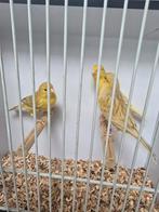 Geel isabel kanaries, Dieren en Toebehoren