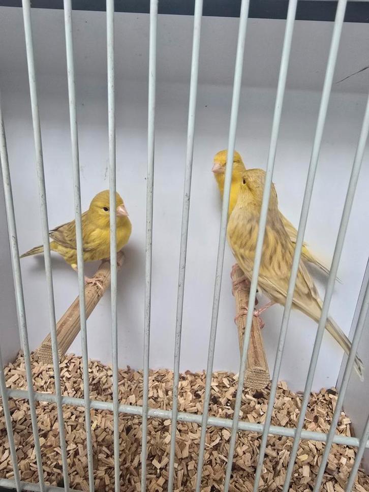 Geel isabel kanaries, Dieren en Toebehoren, Vogels | Kanaries