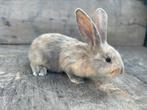Jonge vlaamse reus, Dieren en Toebehoren
