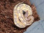 Python Regius Banana Het Clown, Slang, 0 tot 2 jaar