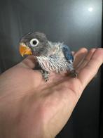 Bébé agapornis (EAM), Animaux & Accessoires, Bagué