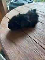 Gezocht volledig zwart cavia zeugje, Animaux & Accessoires, Rongeurs, Janvier, Cobaye