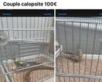 Cuple calopsite 70€, Animaux & Accessoires, Oiseaux | Cages & Volières, Comme neuf