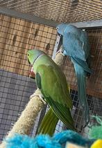 Halsbandparkieten koppel, Meerdere dieren, Geringd