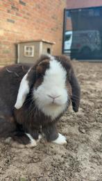 Dwerg konijn, Dieren en Toebehoren, Ophalen, Konijn