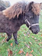 Shetland veulen tekoop!