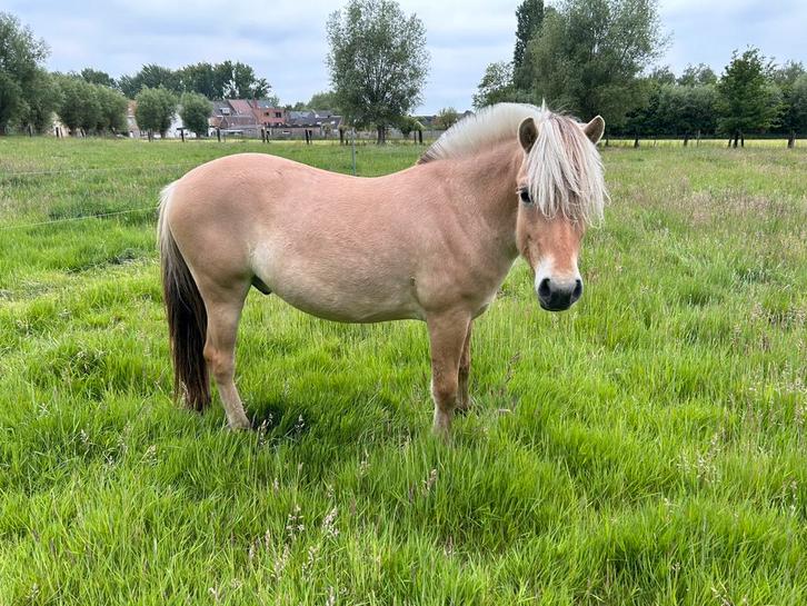 2jaarse fjorden ruin, Dieren en Toebehoren, Paarden, Ruin