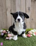 Welsh Corgi Cardigan pups - Corgi pup - Belgische corgi pups, Dieren en Toebehoren, Honden | Herdershonden en Veedrijvers, België