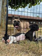 Franse Bulldog puppies, raszuiver voll in orde, Dieren en Toebehoren, Honden | Bulldogs, Pinschers en Molossers, CDV (hondenziekte)