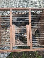 Kanaries groenzwarte  15euro stuk pop en mans van 25, Dieren en Toebehoren, Vogels | Kanaries