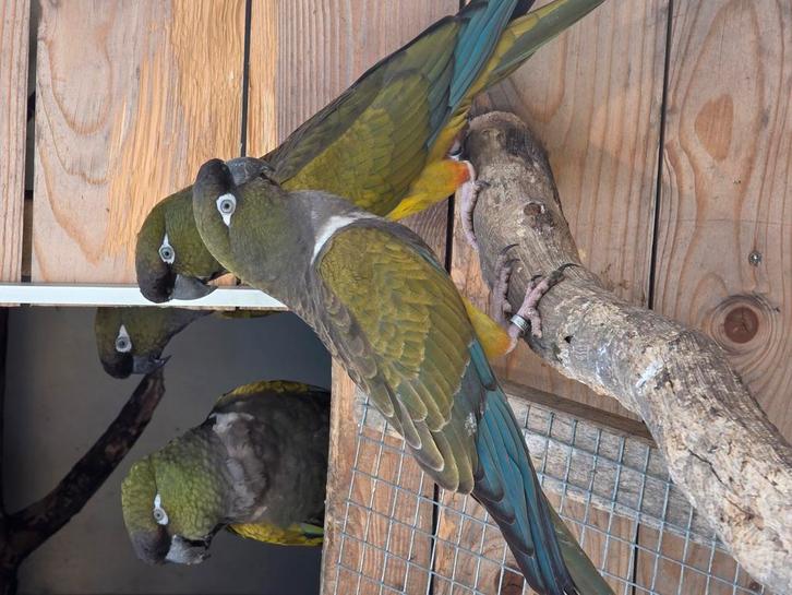 Patagonische rotsparkieten, Dieren en Toebehoren, Vogels | Parkieten en Papegaaien