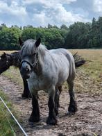 Trekpaard blauwschimmel merrie, Dieren en Toebehoren, Paarden, Merrie