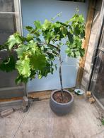 Druivelaar in grijze pot, Tuin en Terras, Planten | Tuinplanten, Ophalen of Verzenden
