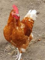 Mooie,kloeke jonge haan, Dieren en Toebehoren, Pluimvee, Mannelijk, Kip
