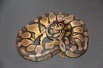 Ball pythons, Animaux & Accessoires, Reptiles & Amphibiens, Serpent, Domestique, 0 à 2 ans