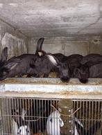 Zwarte rammen en voedsters, Dieren en Toebehoren