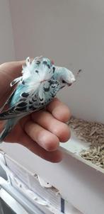 Gezocht hagoromo, Dieren en Toebehoren, Vogels | Parkieten en Papegaaien