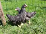 Kippen koekoek jonge hennen beschikbaar, Dieren en Toebehoren, Pluimvee, Vrouwelijk, Kip