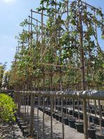 SCHERMBOMEN voor tuin, Tuin en Terras, Volle zon, Vaste plant, Lente, Ophalen