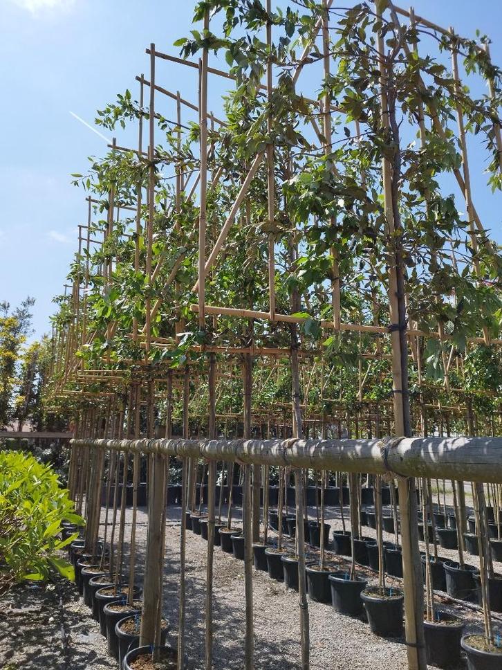SCHERMBOMEN voor tuin, Tuin en Terras, Planten | Tuinplanten, Vaste plant, Overige soorten, Volle zon, Lente, Ophalen