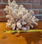 Corail blanc ancien - pièce décorative unique - 1150 g, Ophalen