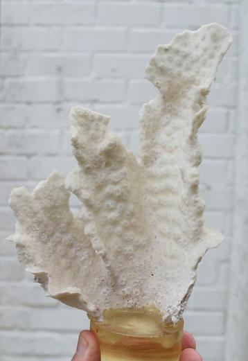 CORAIL BLANC insolite, Enlèvement ou Envoi, Autres types