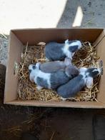Hangoortjes zeven weken ttwee voedsters en twee rammekes, Dieren en Toebehoren, Konijnen